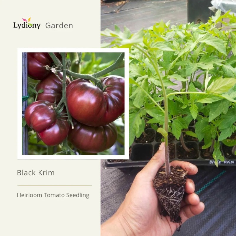 Black Krim - Heirloom Tomato Seedling Black Krim - Heirloom Tomato Seedling