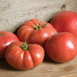 German Johnson - Heirloom Tomato Seedling