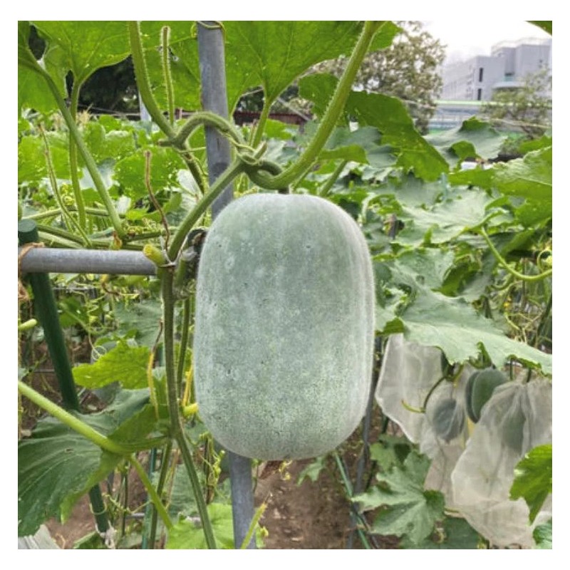 Ash/Wax gourd (winter melon) seeds Ash/Wax gourd (winter melon) seeds