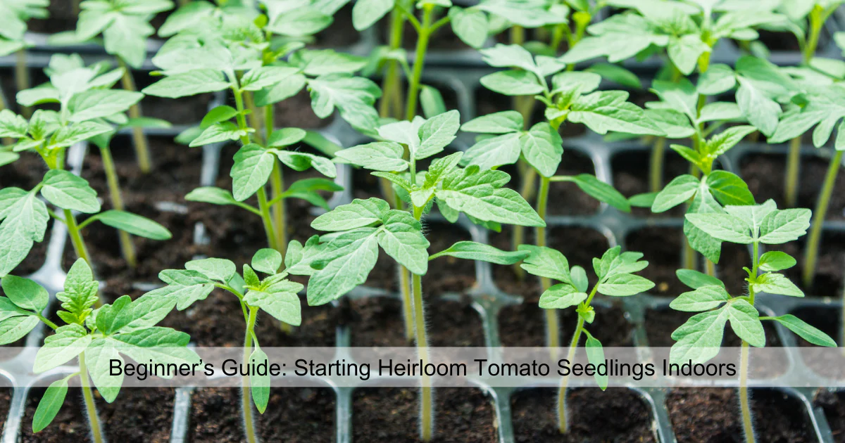 Beginner's Guide: Starting Heirloom Tomato Seedlings Indoors