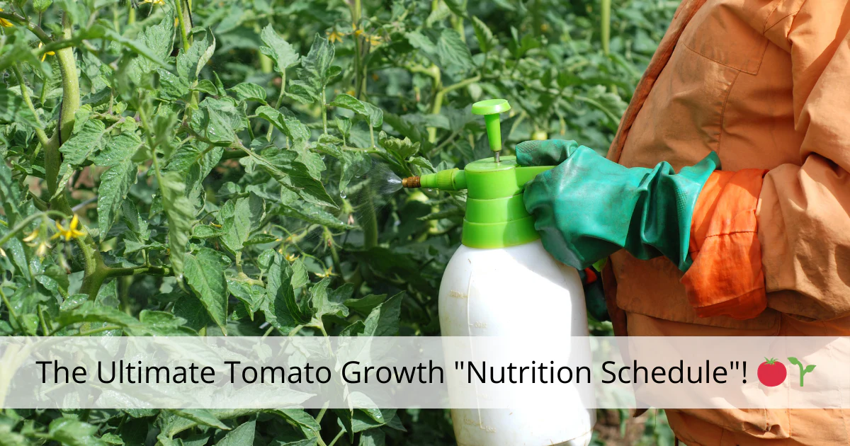 The Ultimate Tomato Growth "Nutrition Schedule"! 🍅🌱