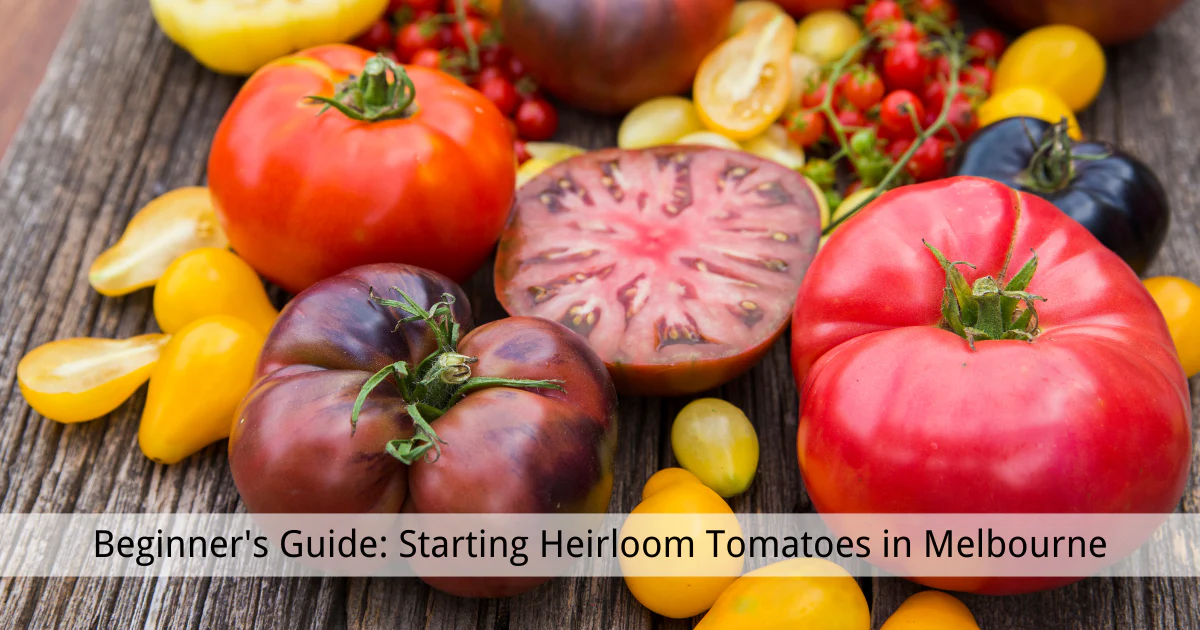 Beginner's Guide: Starting Heirloom Tomatoes in Melbourne's Climate