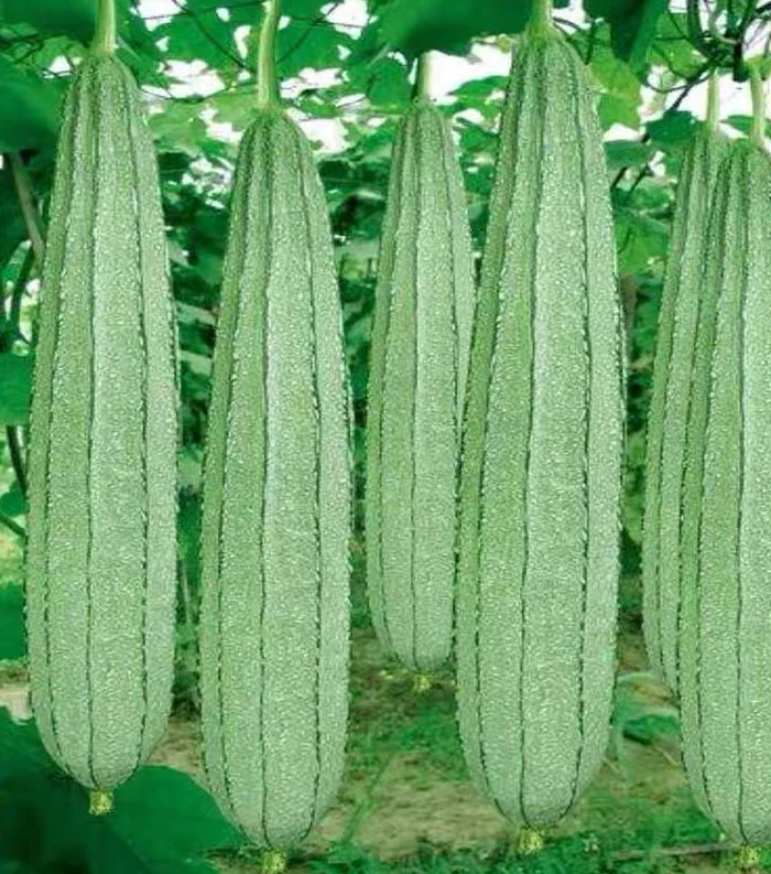 Tips for Successful Angled Loofah Cultivation: From Planting to Harvest