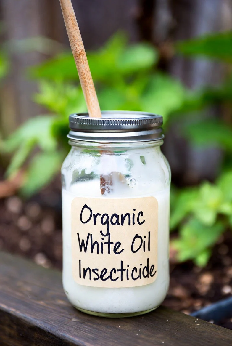 Homemade Organic White Oil: A Simple, Natural Garden Insecticide