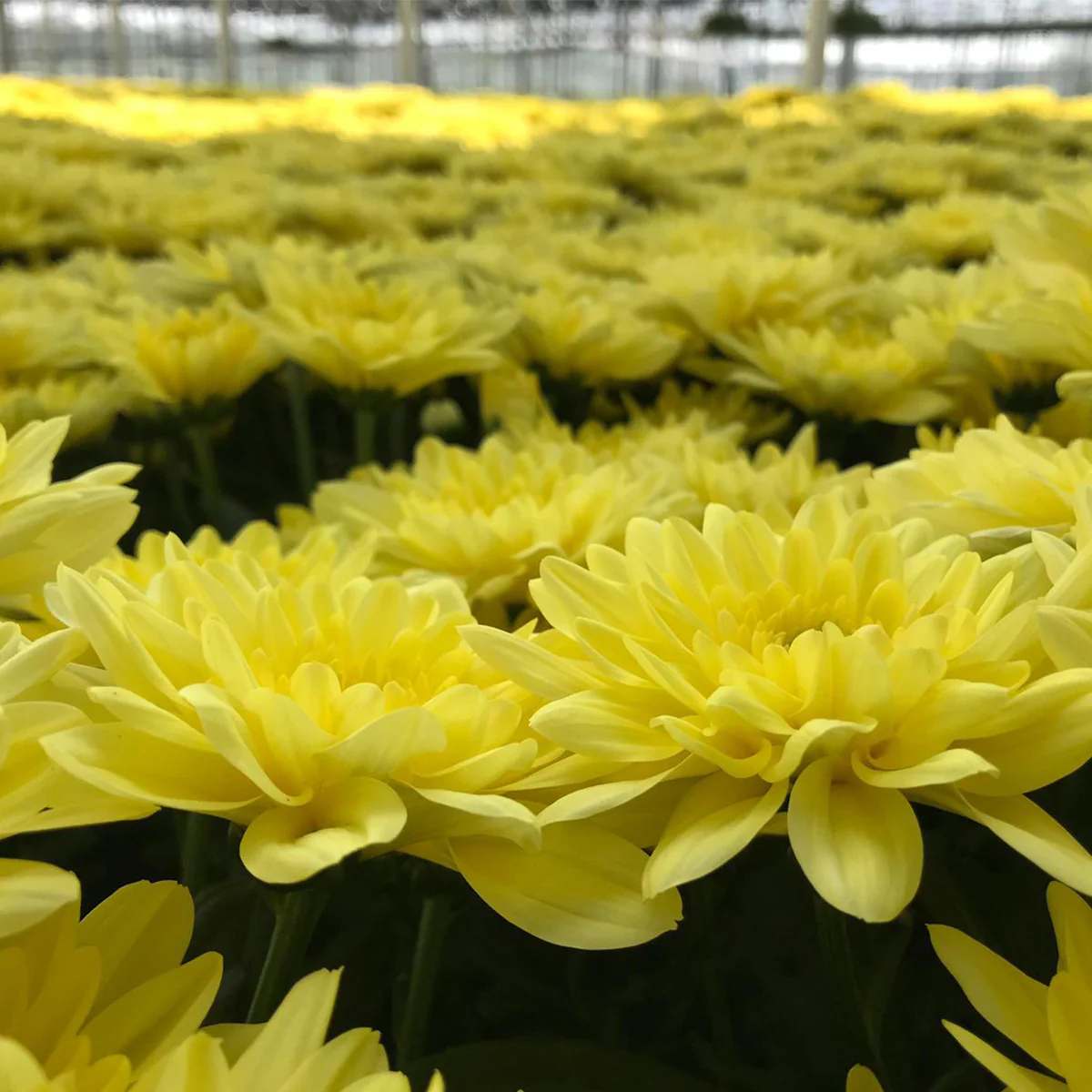 Baltica - Yellow - Chrysanthemum Seedling