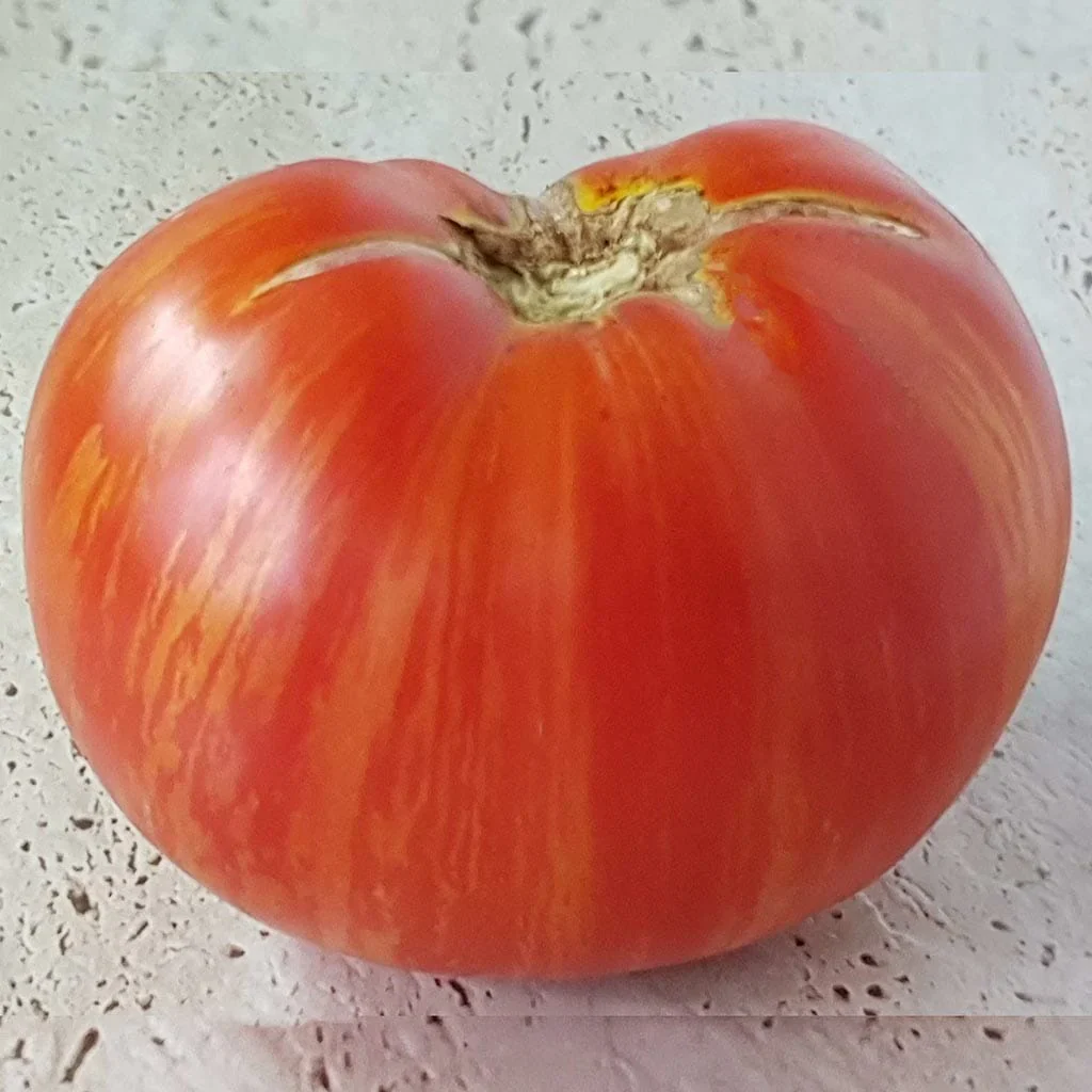 Beauty King - Heirloom Tomato Seeding