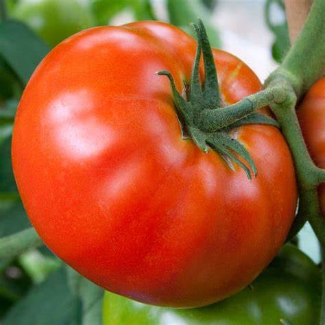 Big Boy - Heirloom Tomato Seeding