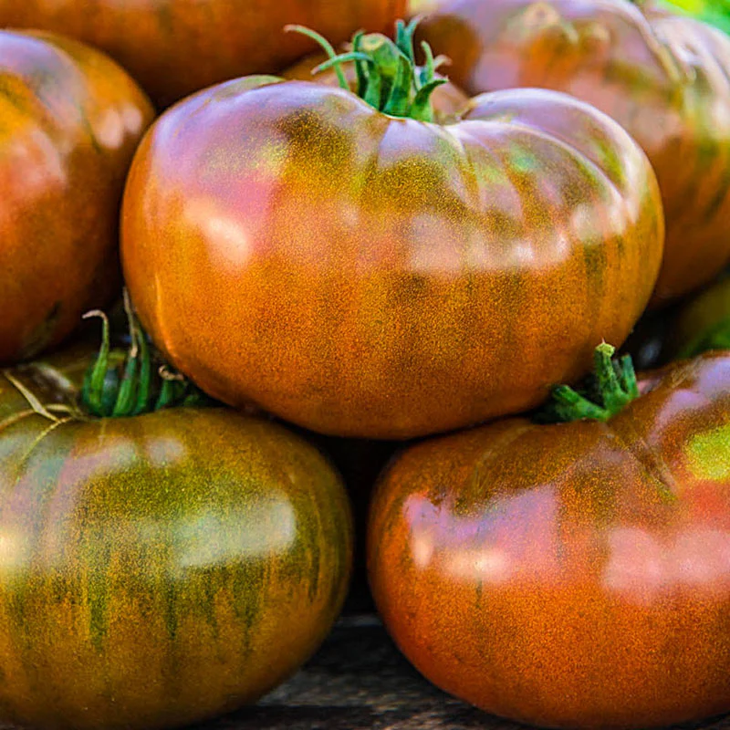 Paul Robeson - Heirloom Tomato Seeding Image