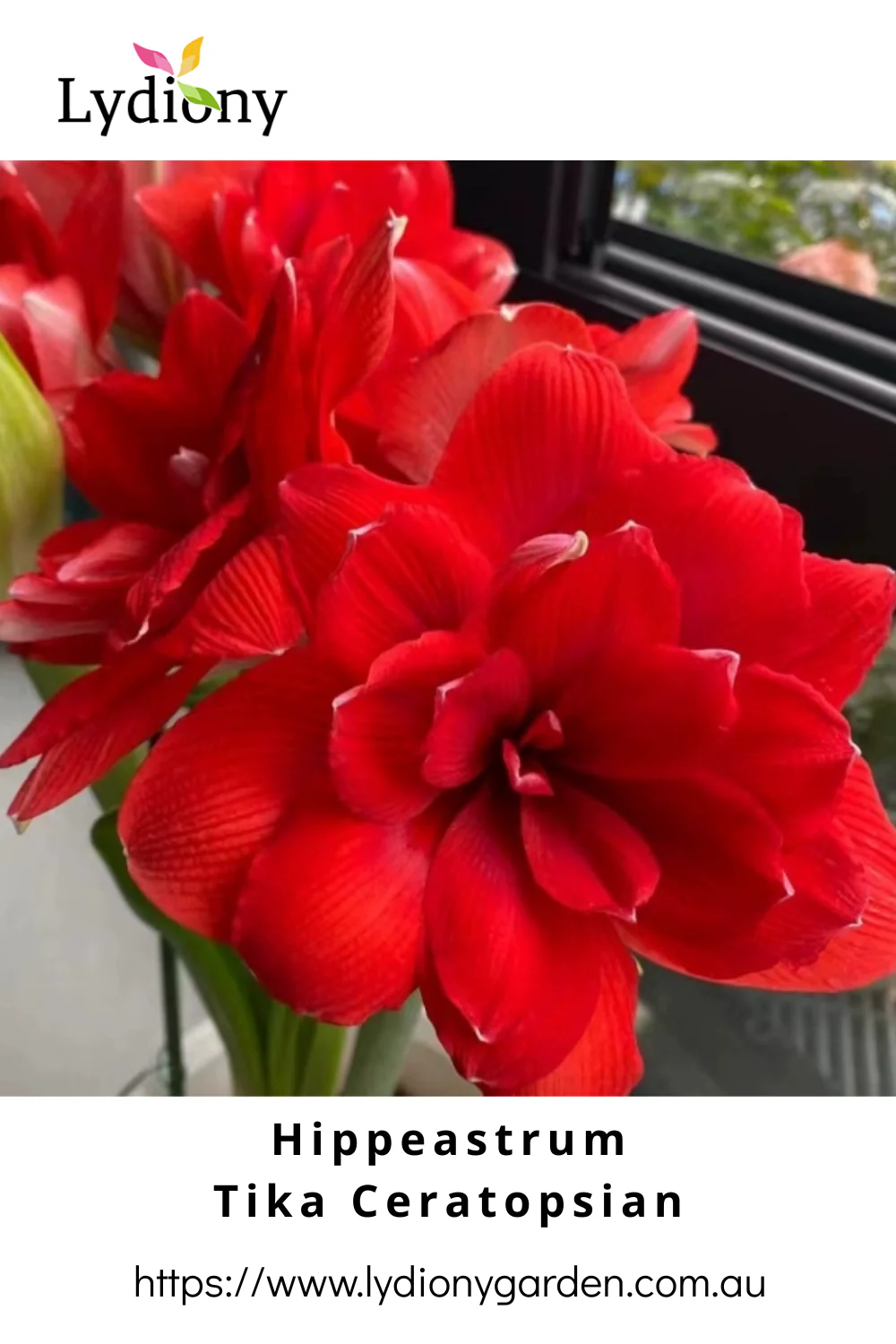 Mixed - Hippeastrum - Amaryllis Bulb Image