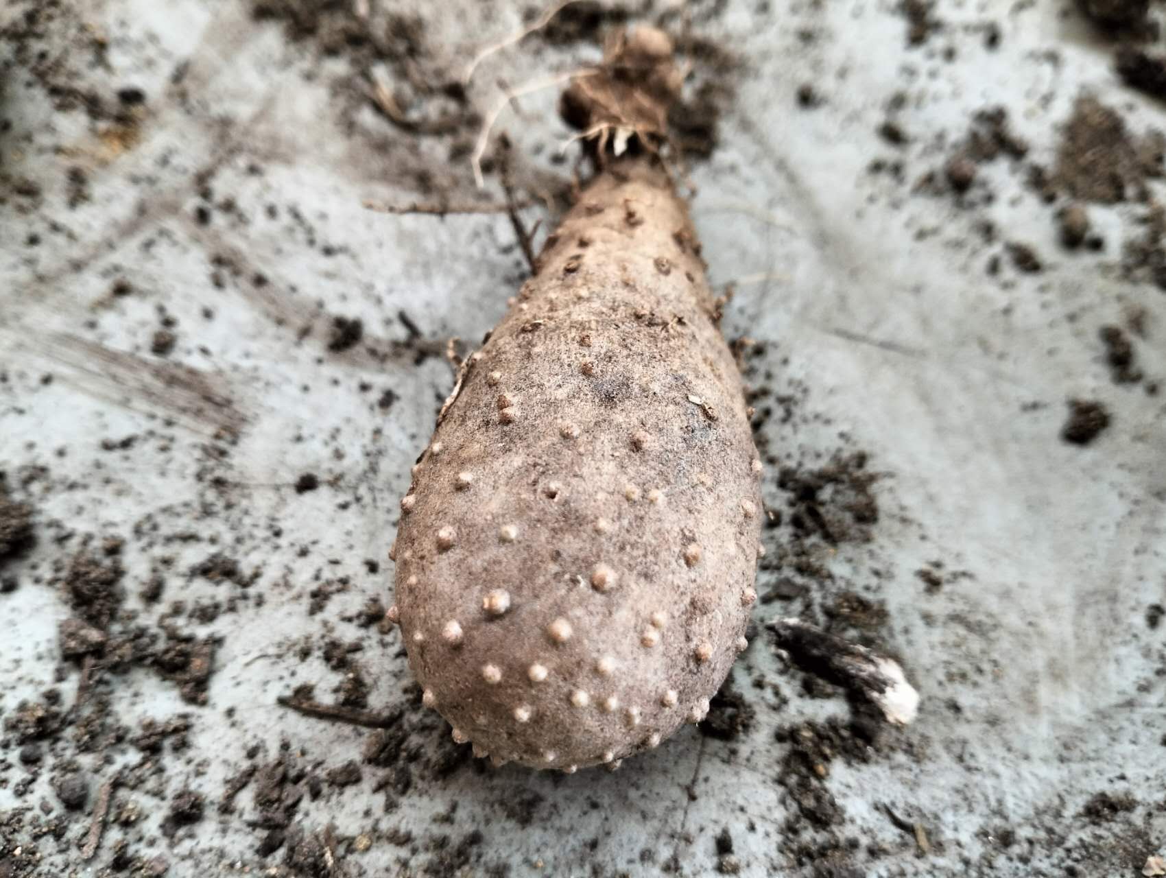 Yam tubers for planting Image