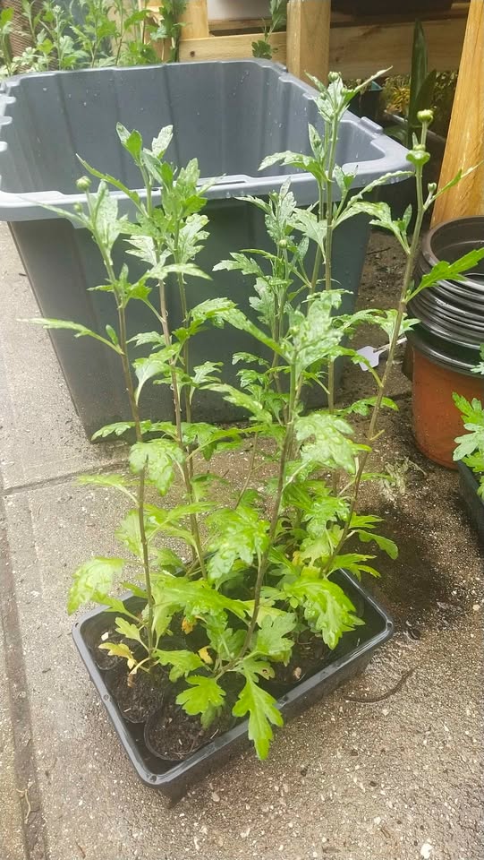 Baltica - Salmon - Chrysanthemum Seedling Image