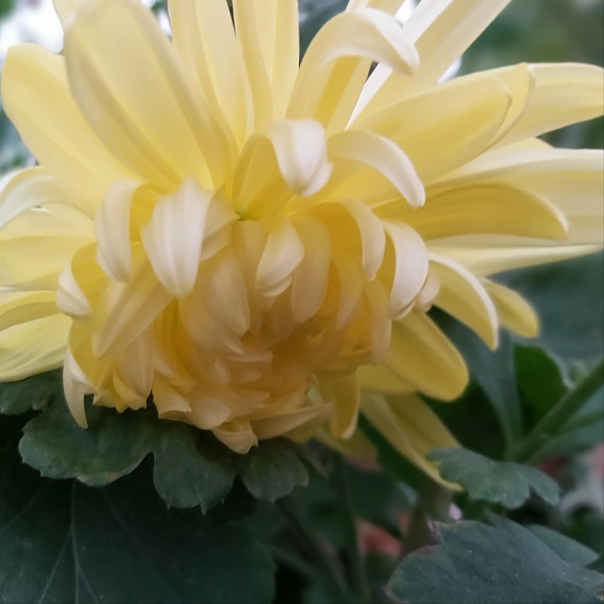 King's Pleasure - Yellow - Chrysanthemum Seedling Image