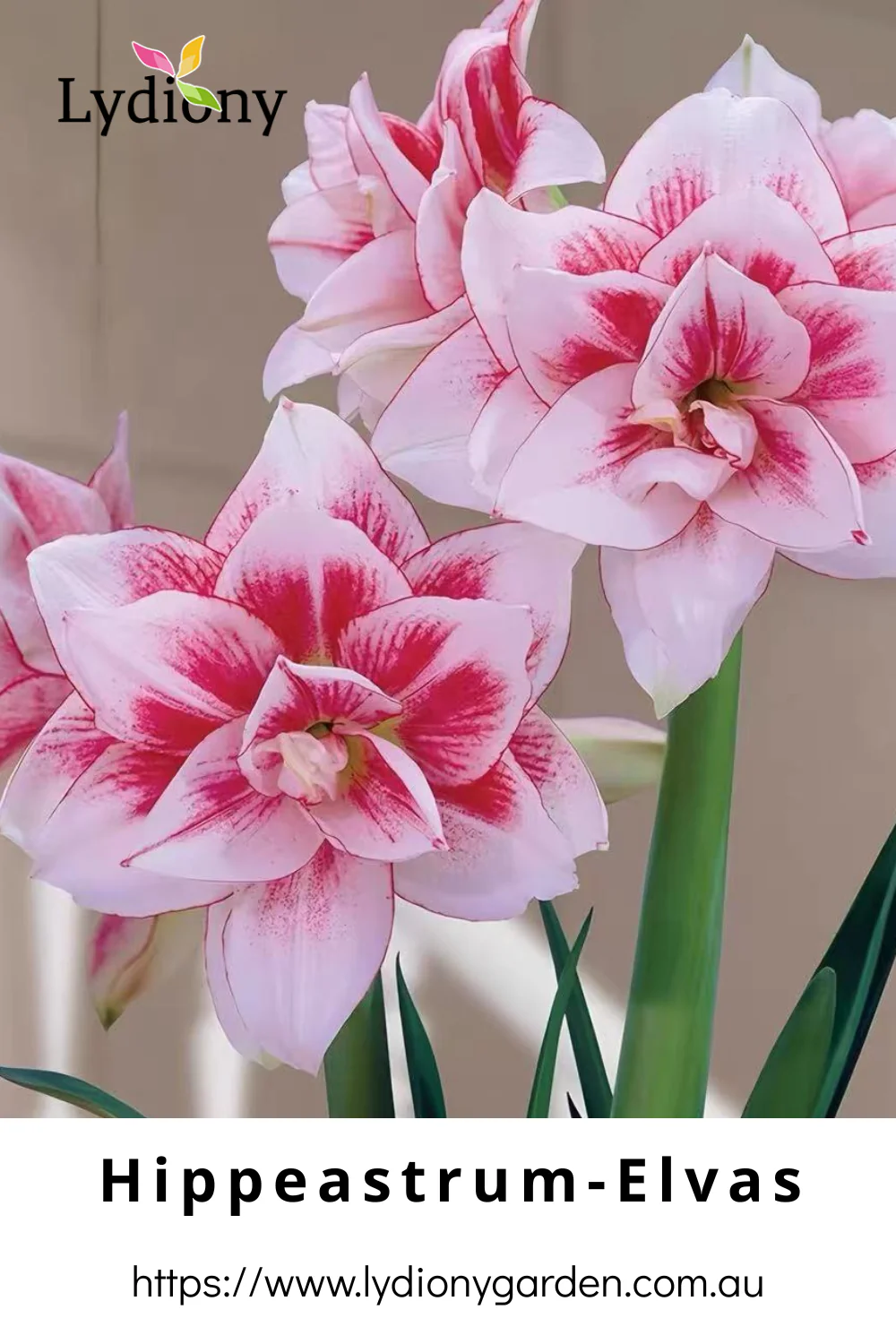 Mixed - Hippeastrum - Amaryllis Bulb