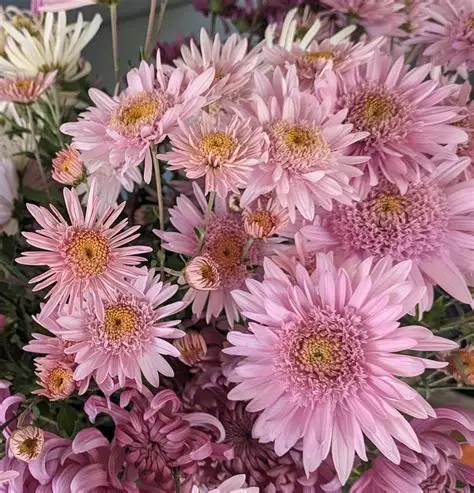 Money Maker - Pink - Chrysanthemum Seedling