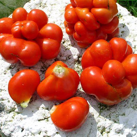 Reisetomate - Heirloom Tomato Seeding Image