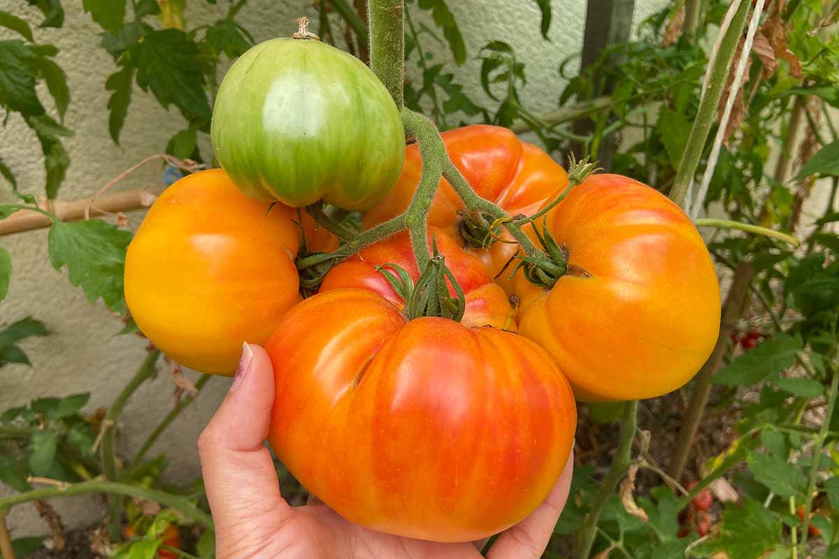 Pineapple - Heirloom Tomato Seeding Image