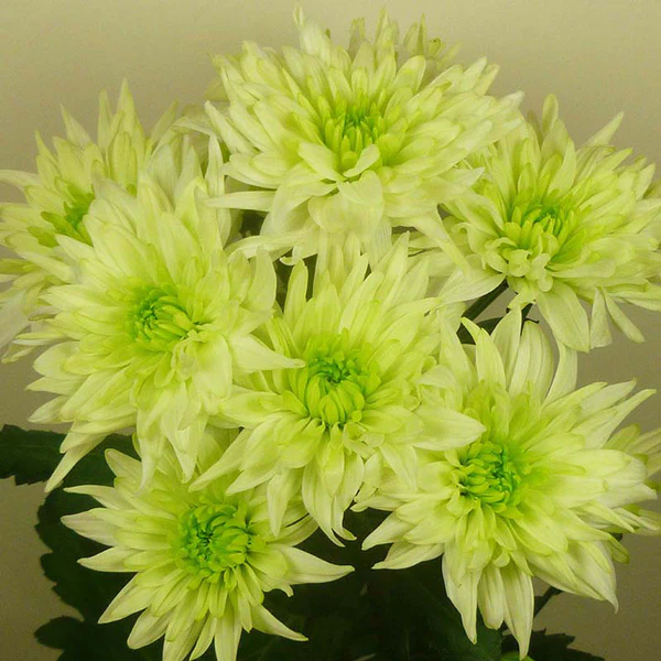 Baltica - Lime - Chrysanthemum Seedling