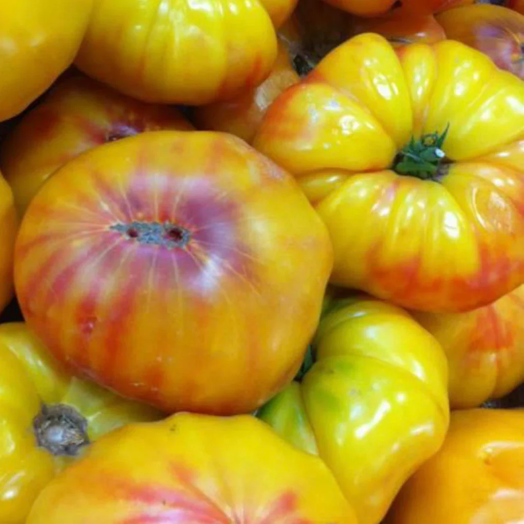 German Yellow Stripe - Heirloom Tomato Seeding Image