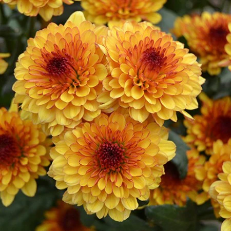 Lollipop - Yellow - Chrysanthemum Seedling