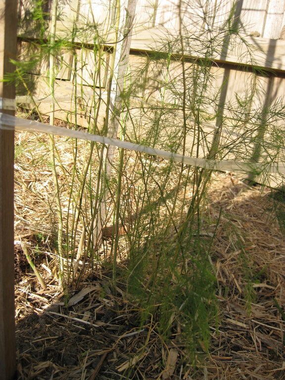 Mary Washington Asparagus Seedlings Image