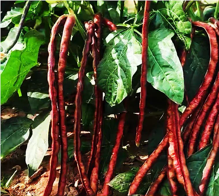 DWARF Snake Bean (Bush) Burgundy - Heirloom Seeds - Long Bean Image