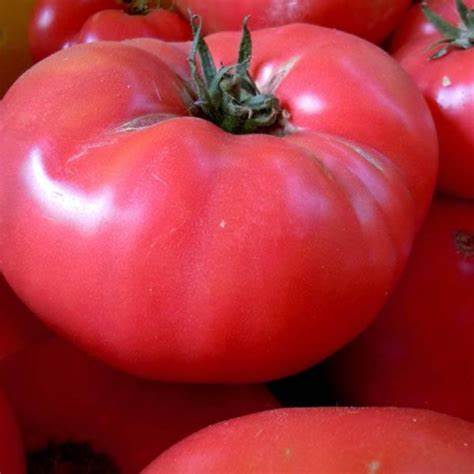 Pink Delight - Heirloom Tomato Seeding Image