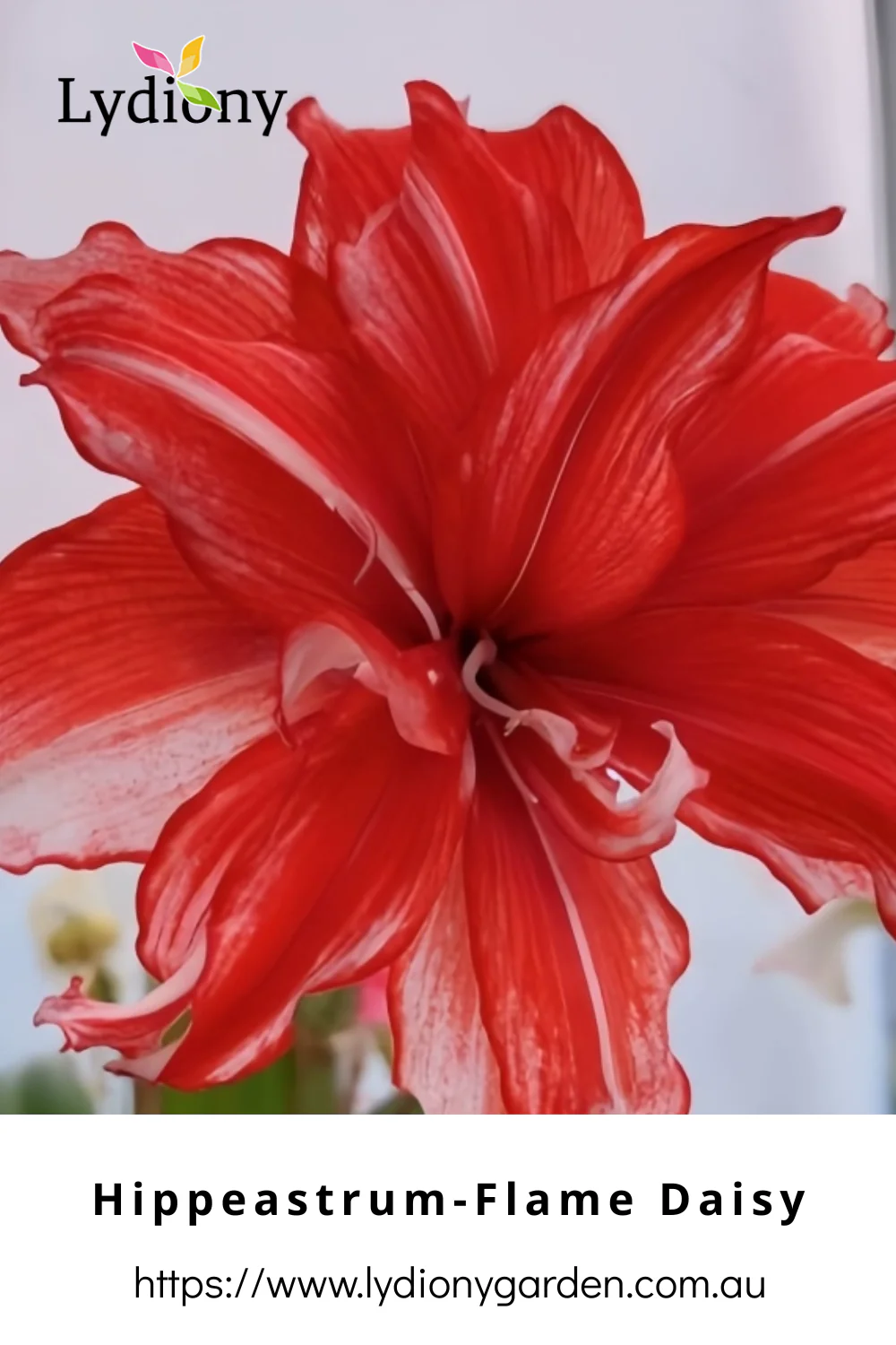 Mixed - Hippeastrum - Amaryllis Bulb Image