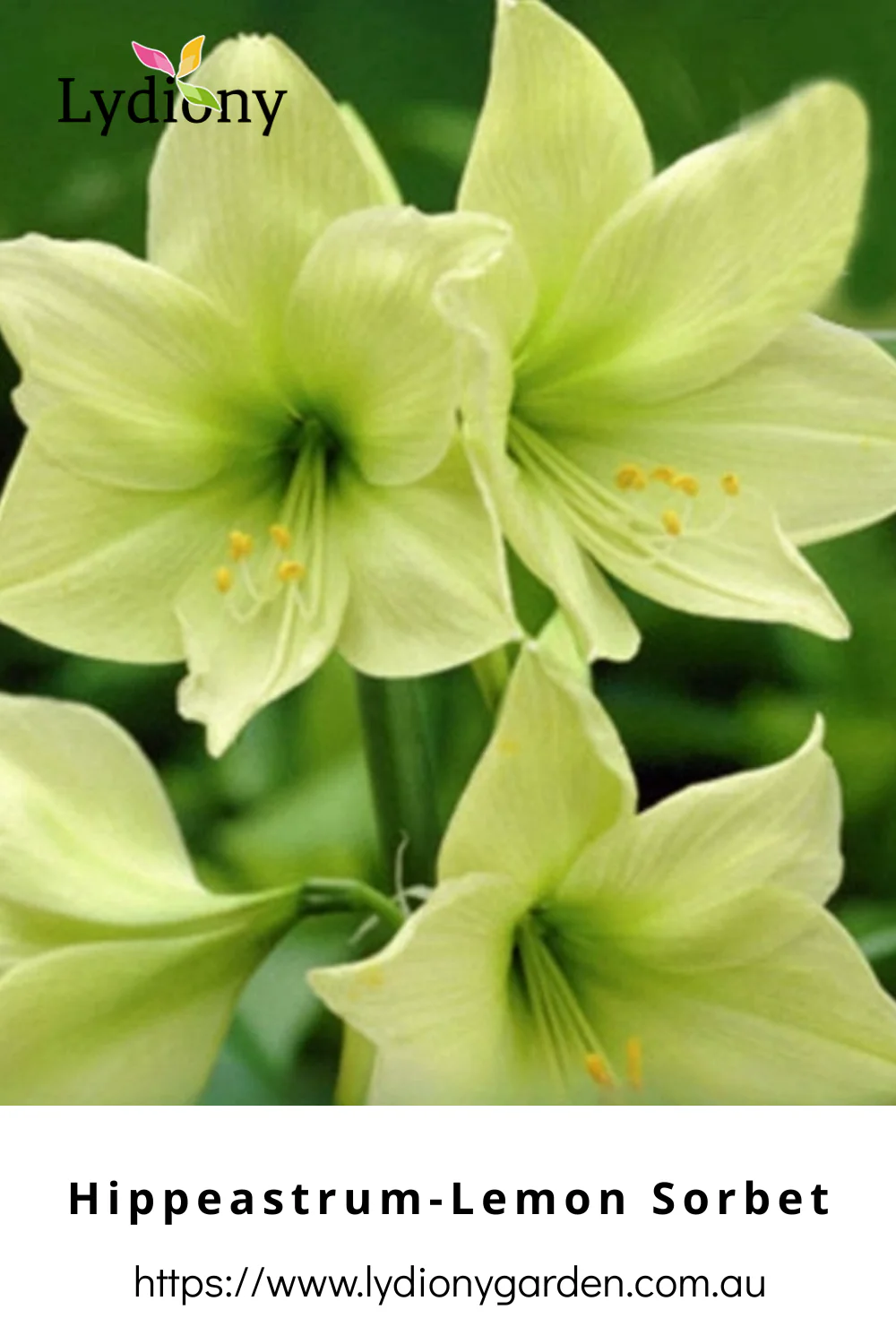 Mixed - Hippeastrum - Amaryllis Bulb Image