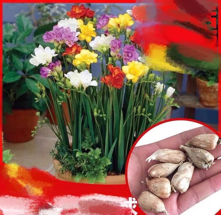 Freesia Bulbs - mixed color - 10 Bulbs Image