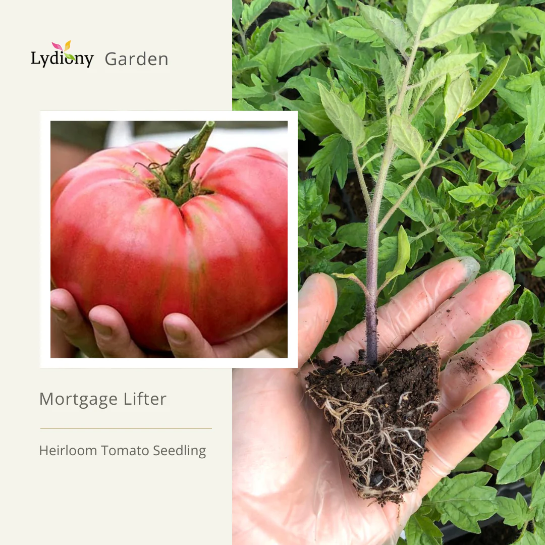 Pre-order: Mortgage Lifter - Heirloom Tomato Seeding