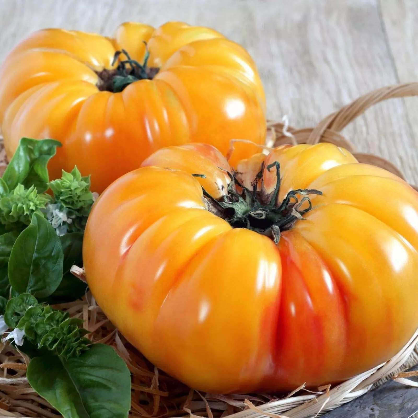 Pineapple - Heirloom Tomato Seeding Image