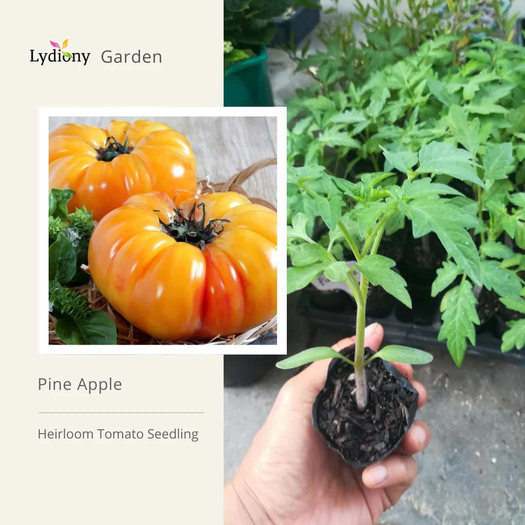 Pineapple - Heirloom Tomato Seeding