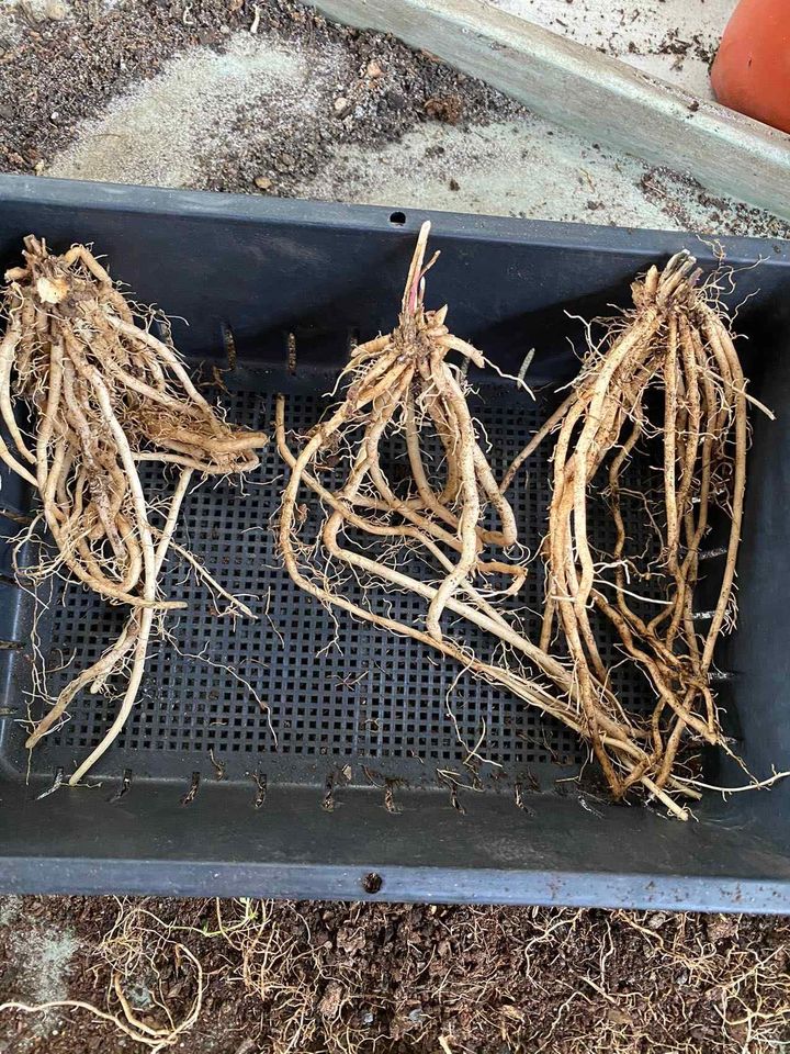 Asparagus Crown - Marry Washington variety Image