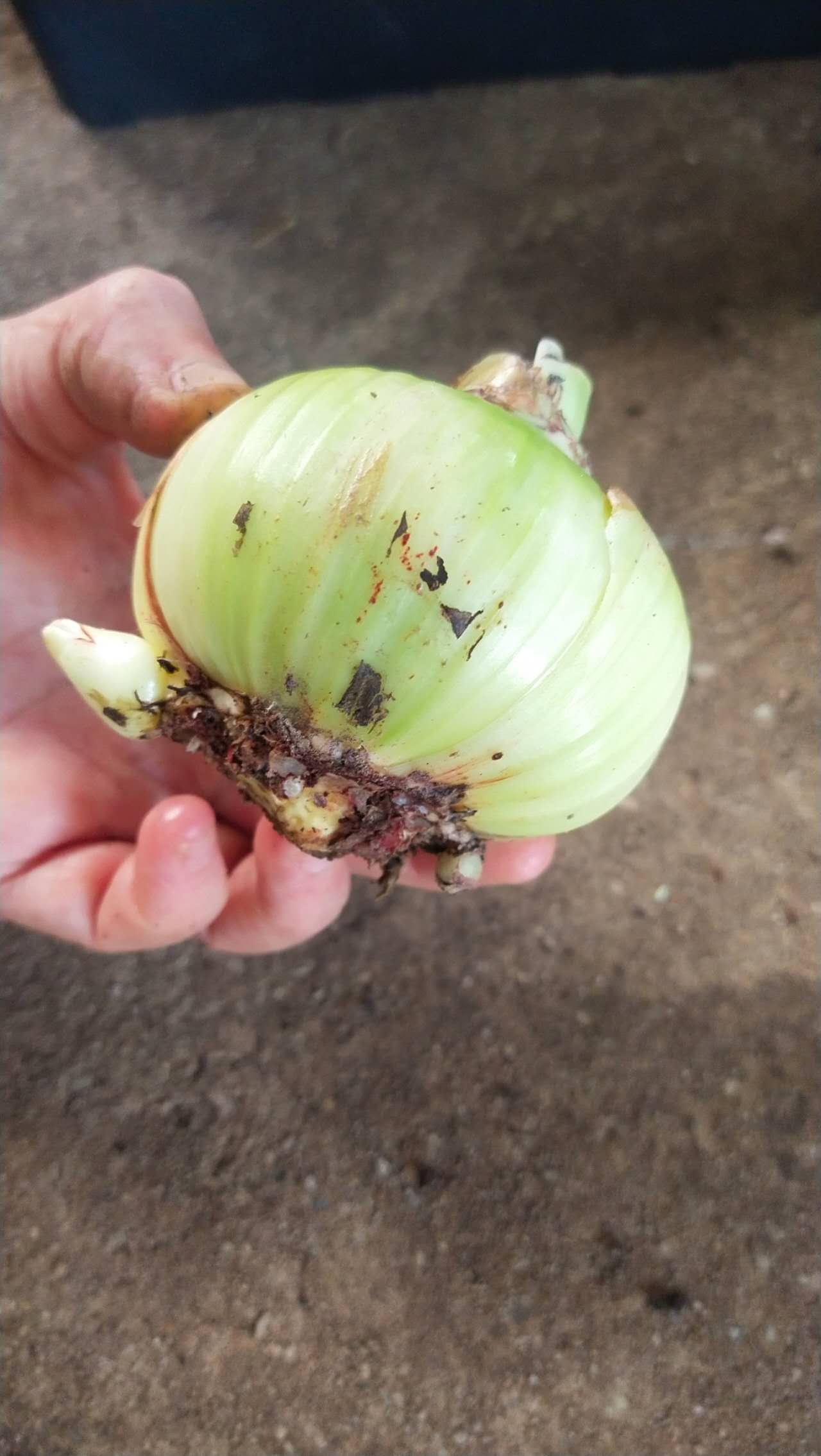Lemon Sorbet - Hadeco Hippeastrum - Amaryllis Bulb Image