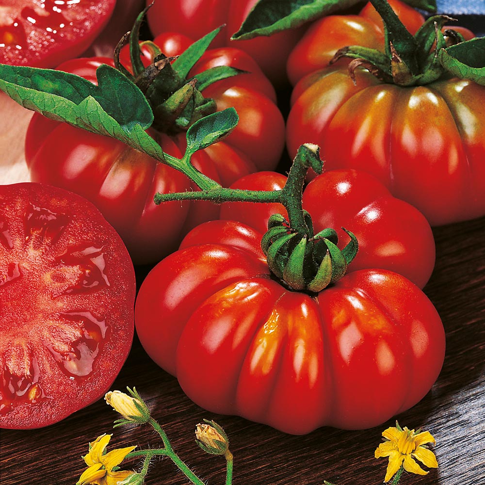 Pre-order: Costoluto Fiorentino - Heirloom Tomato Seedling