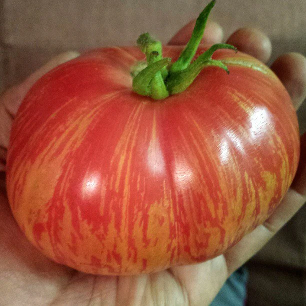Vintage Wine - Heirloom Tomato Seeding