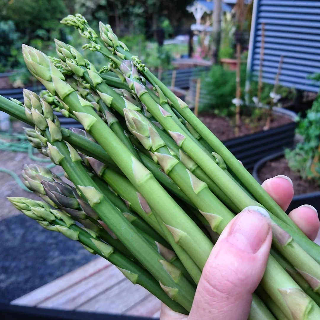 Asparagus Crown - Marry Washington variety Image