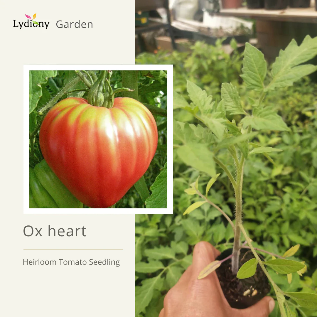 Ox Heart Large - Heirloom Tomato Seeding