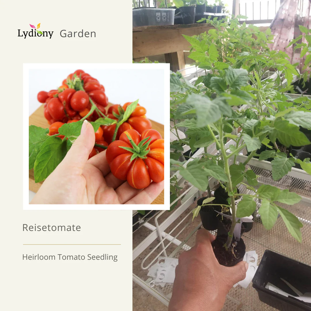 Reisetomate - Heirloom Tomato Seeding