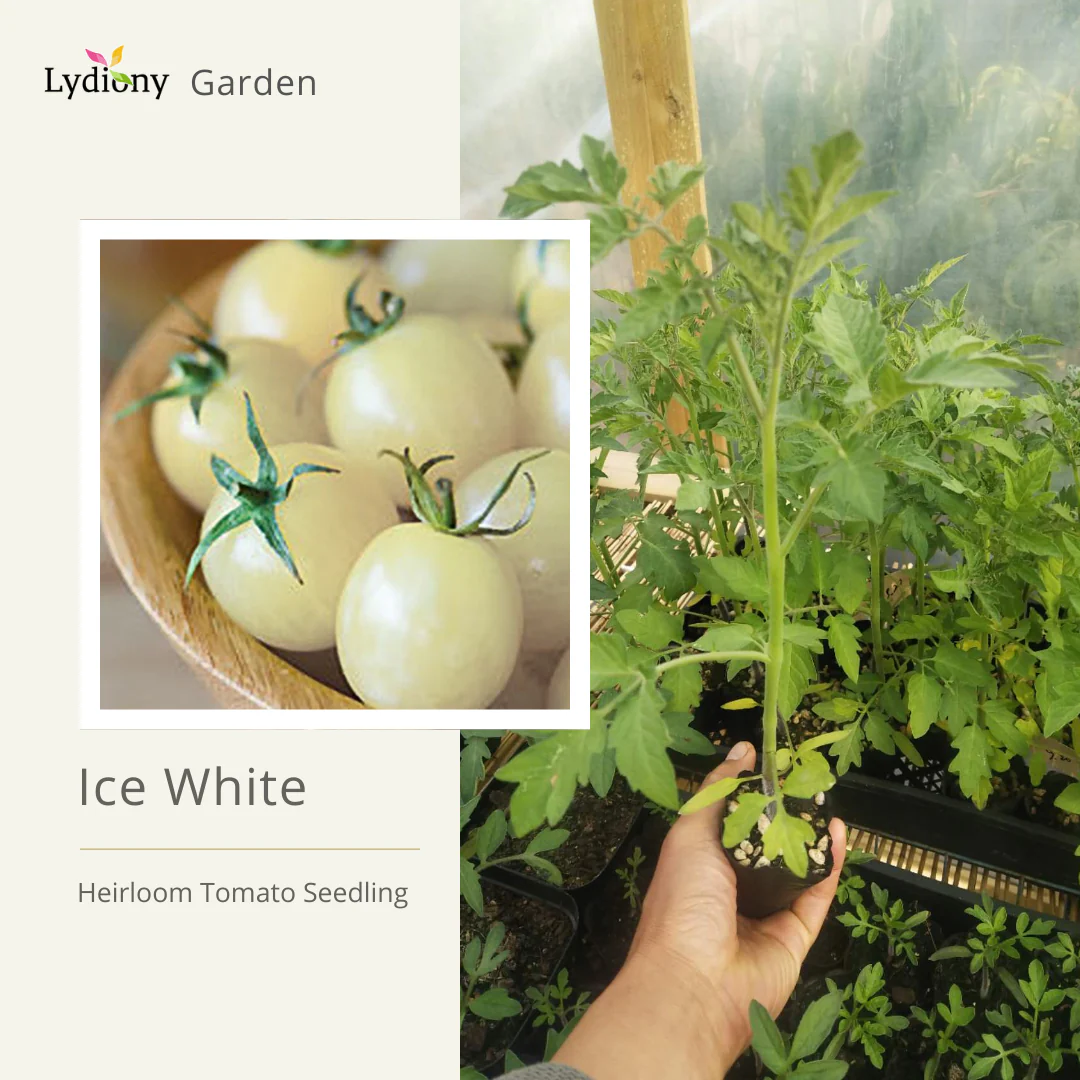 Ice - Heirloom Tomato Seeding