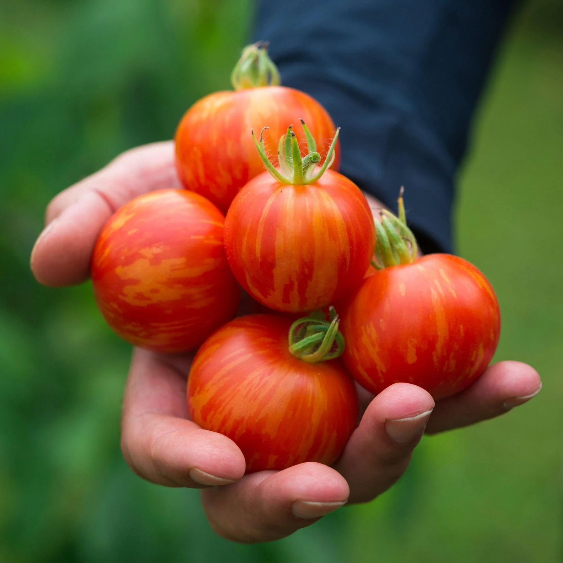 Tomato - Tigerella Seeds Image
