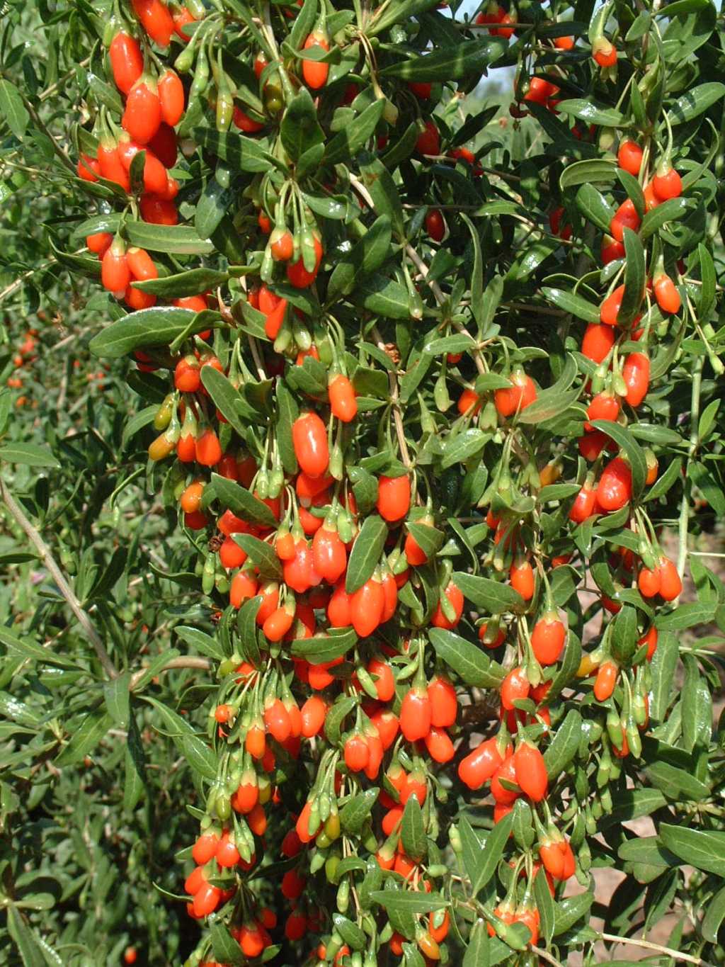 Goji Berry Plant Image