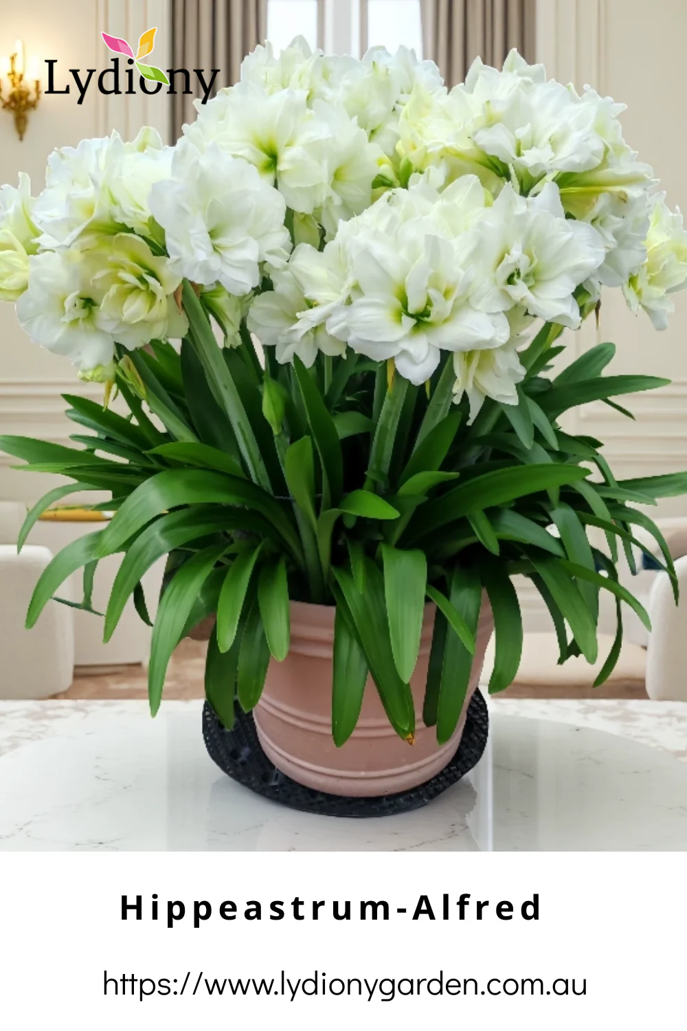 Mixed - Hippeastrum - Amaryllis Bulb Image