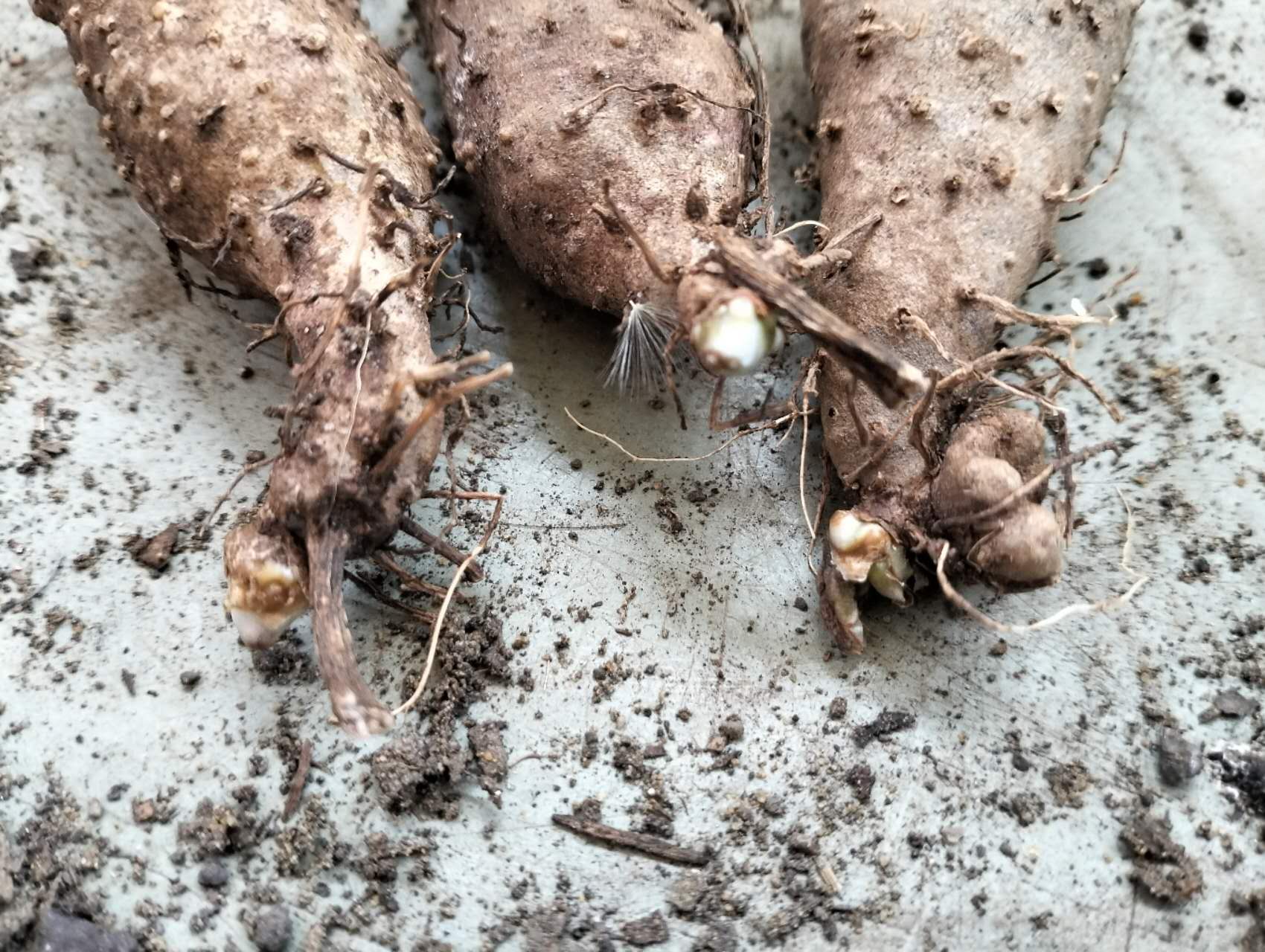Yam tubers for planting Image