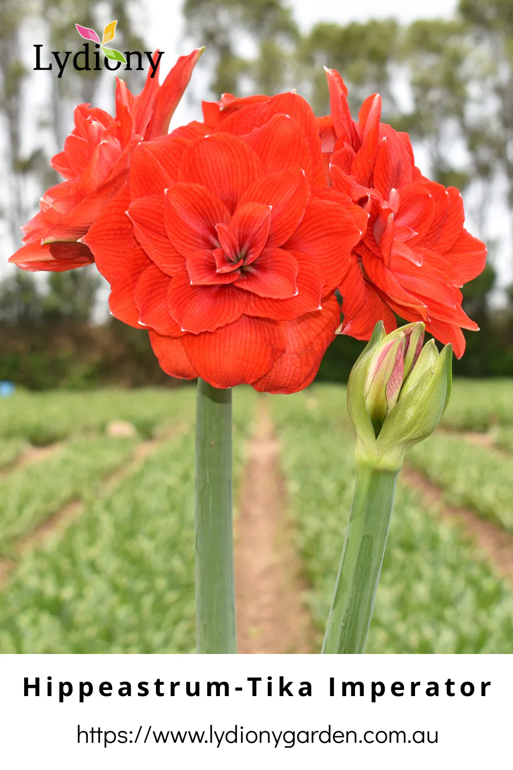 Mixed - Hippeastrum - Amaryllis Bulb Image
