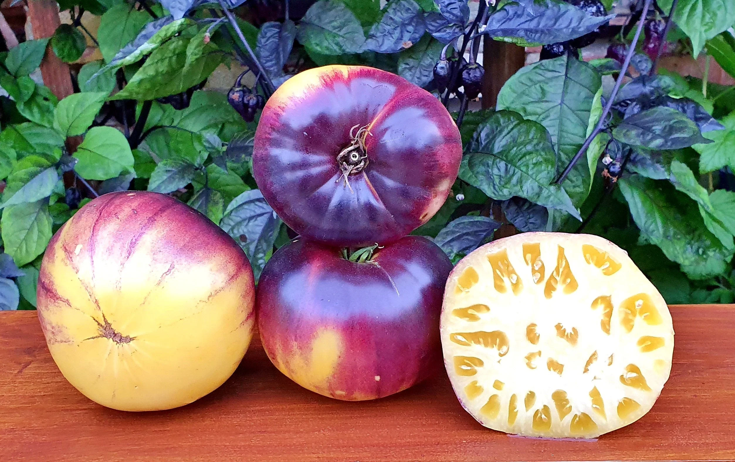 Sart Roloise - Heirloom Tomato Seeding Image