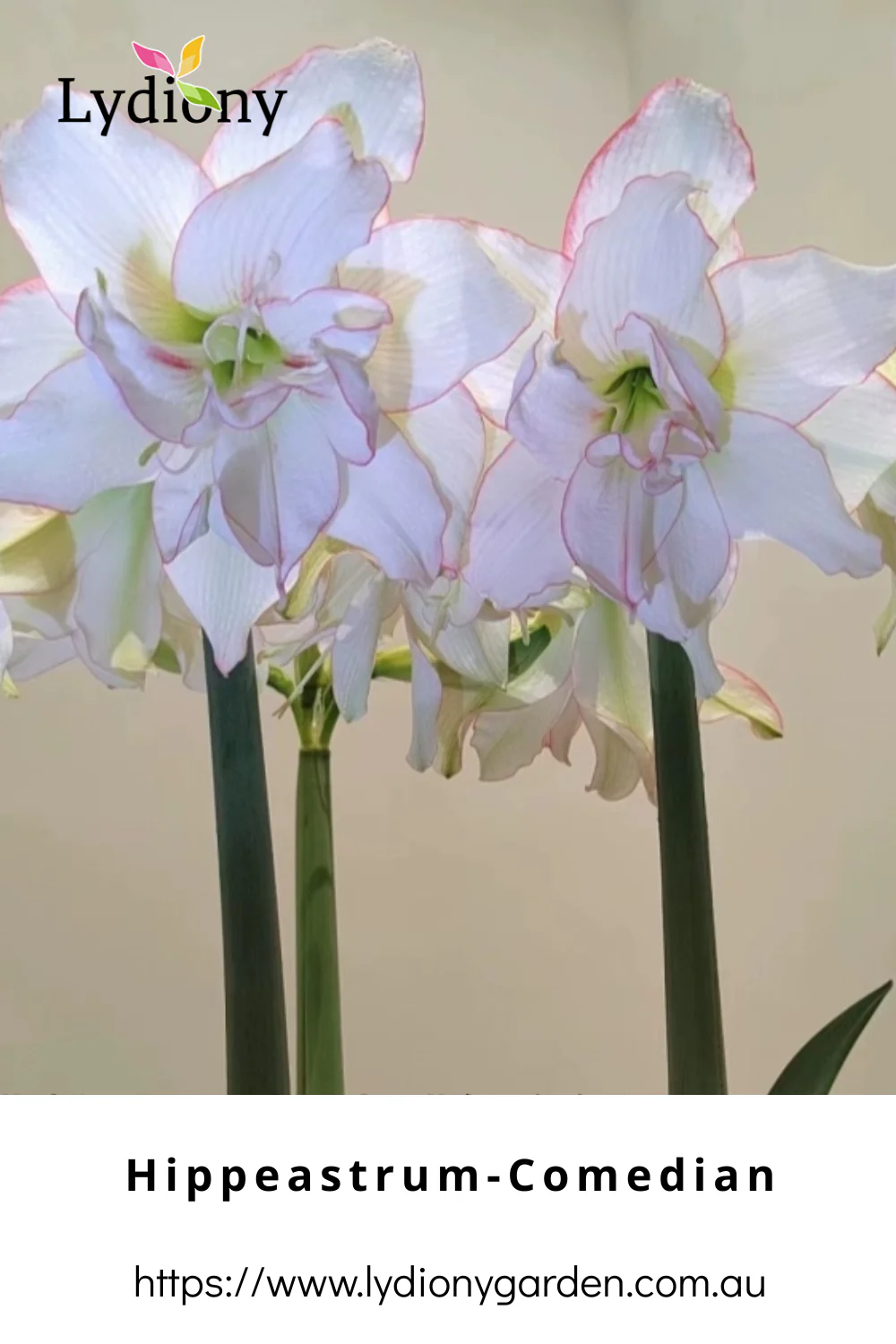 Mixed - Hippeastrum - Amaryllis Bulb Image