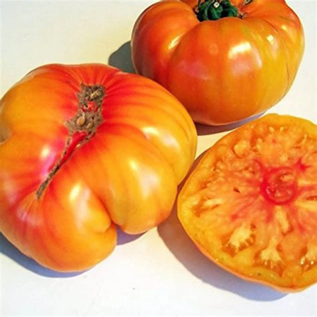 Old German - Heirloom Tomato Seeding Image