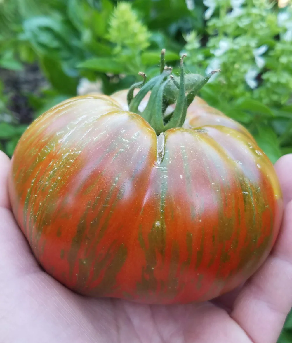 Chocolate Stripe - Heirloom Tomato Seeding